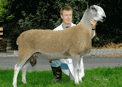 Click here for BFL Sheep